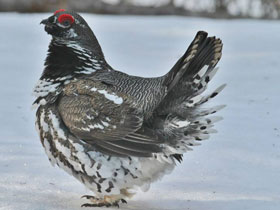 Смотреть фото Канадская дикуша Фото Канадская дикуша