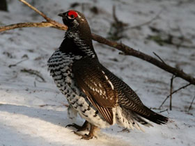 Смотреть фото Канадская дикуша Фото Канадская дикуша