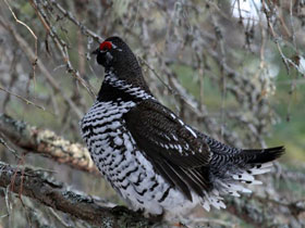 Смотреть фото Канадская дикуша Фото Канадская дикуша