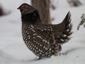 Смотреть фото Дикуша Фото Дикуша