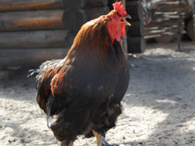 Смотреть фото Самые важные домашние животные Фото Самые важные домашние животные