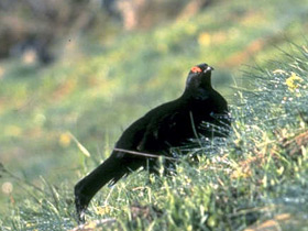 Смотреть фото Кавказский тетерев Фото Кавказский тетерев