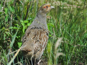 Смотреть фото Бородатая куропатка Фото Бородатая куропатка