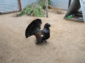 Смотреть фото Глухарь Фото Глухарь