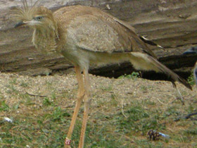 Смотреть фото Хохлатая кариама Фото Хохлатая кариама