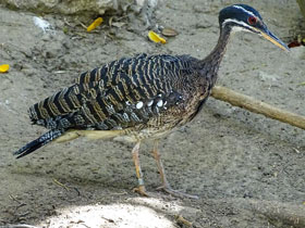 Смотреть фото Солнечная цапля Фото Солнечная цапля