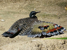 Смотреть фото Солнечная цапля Фото Солнечная цапля