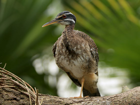 Смотреть фото Солнечная цапля Фото Солнечная цапля