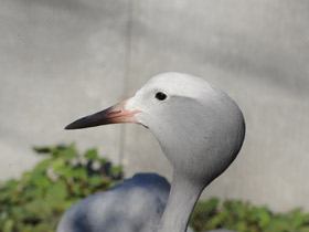 Смотреть фото Журавль Стэнли Фото Журавль Стэнли