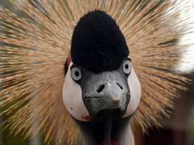 Венценосные журавли: коронованные природой Венценосные журавли: коронованные природой