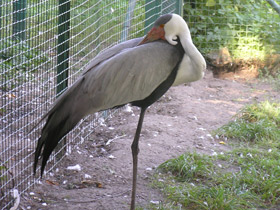 Смотреть фото Серёжчатый журавль Фото Серёжчатый журавль