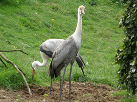 Смотреть фото Серёжчатый журавль Фото Серёжчатый журавль