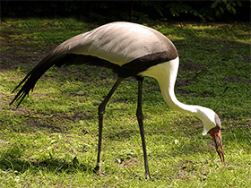 Смотреть фото Серёжчатый журавль Фото Серёжчатый журавль