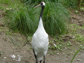 Смотреть фото Японский журавль Фото Японский журавль