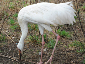 Смотреть фото Стерх Фото Стерх