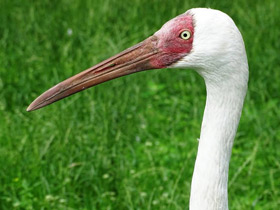 Смотреть фото Стерх Фото Стерх