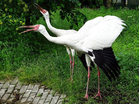 Смотреть фото Стерх Фото Стерх