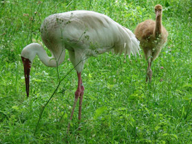 Смотреть фото Стерх Фото Стерх