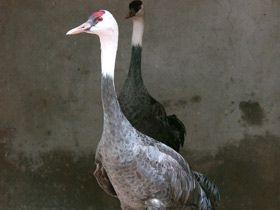 Смотреть фото Черный журавль Фото Черный журавль