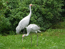 Смотреть фото Австралийский журавль Фото Австралийский журавль