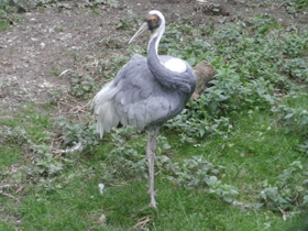 Смотреть фото Даурский журавль Фото Даурский журавль