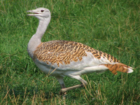 Смотреть фото Дрофа: драма «русского страуса» Фото Дрофа: драма «русского страуса»