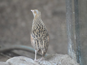 Смотреть фото Коростель Фото Коростель