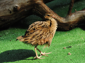 Смотреть фото Коростель Фото Коростель