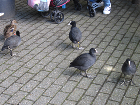 Смотреть фото Лысуха Фото Лысуха