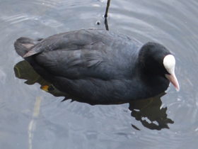 Смотреть фото Лысуха Фото Лысуха