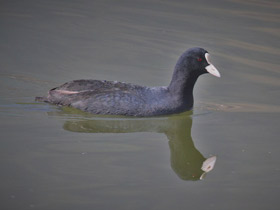 Смотреть фото Лысуха Фото Лысуха