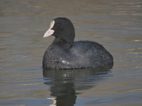 Смотреть фото Лысуха Фото Лысуха