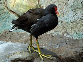 Смотреть фото Камышница Фото Камышница