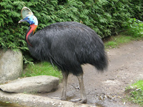 Смотреть фото Оранжевошейный казуар Фото Оранжевошейный казуар
