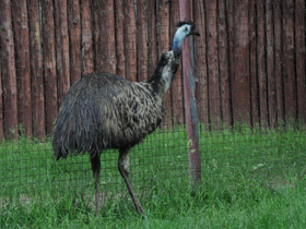 Смотреть фото Эму Фото Эму