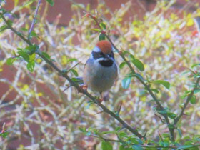 Смотреть фото Рыжеголовая длиннохвостая синица Фото Рыжеголовая длиннохвостая синица