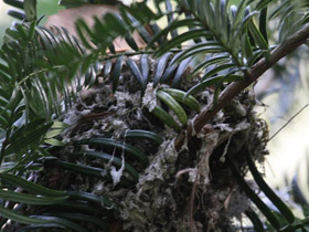 Смотреть фото Рыжеголовая длиннохвостая синица Фото Рыжеголовая длиннохвостая синица