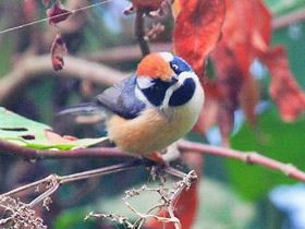 Смотреть фото Рыжеголовая длиннохвостая синица Фото Рыжеголовая длиннохвостая синица