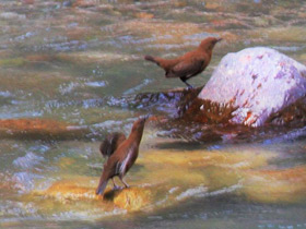 Смотреть фото Бурая оляпка Фото Бурая оляпка