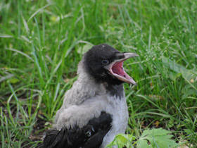 Смотреть фото Серая ворона Фото Серая ворона