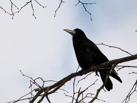 Смотреть фото Грачи прилетели Фото Грачи прилетели