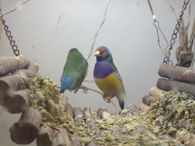 Смотреть фото Амадина Гульда Фото Амадина Гульда