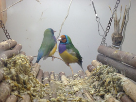 Смотреть фото Амадина Гульда Фото Амадина Гульда