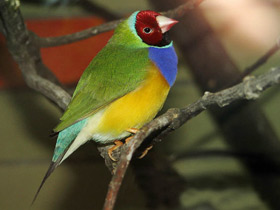 Смотреть фото Амадина Гульда Фото Амадина Гульда