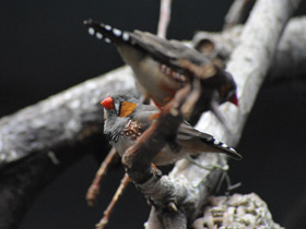 Смотреть фото Зебровая амадина Фото Зебровая амадина