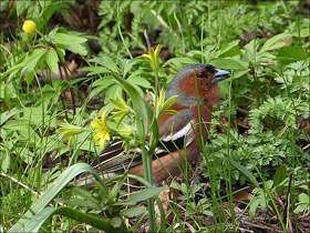 Смотреть фото Зяблик Фото Зяблик
