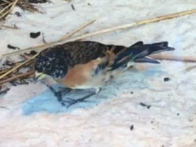 Смотреть фото Вьюрок Фото Вьюрок