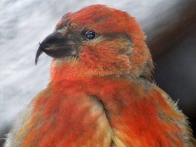 Смотреть фото Записки натуралиста Фото Записки натуралиста