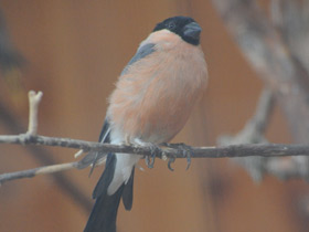 Смотреть фото В поисках шишек. Как птицы и белки делают запасы на зиму Фото В поисках шишек. Как птицы и белки делают запасы на зиму