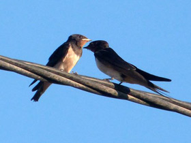 Деревенская ласточка Деревенская ласточка